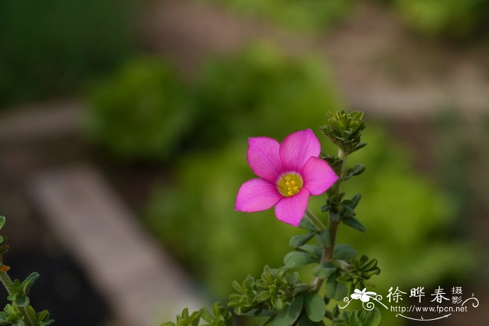 令箭荷花的养殖方法和注意事项