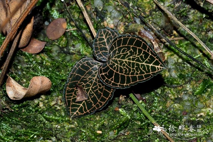 榴莲核