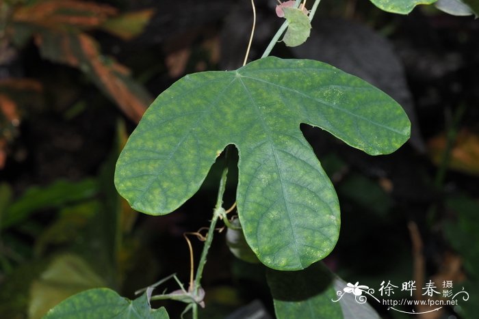 天胡荽水草千万别种