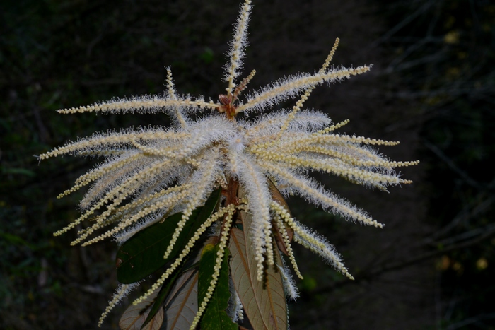 麻城杜鹃花