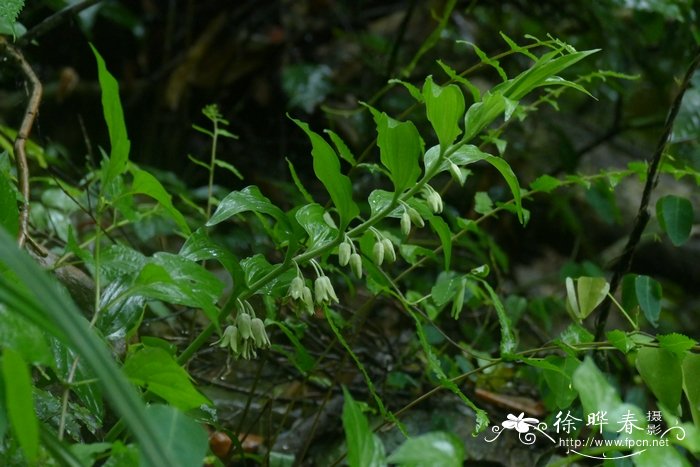 蓝色玫瑰花语