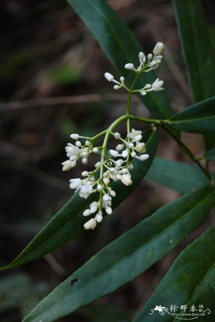 茉莉花的种植