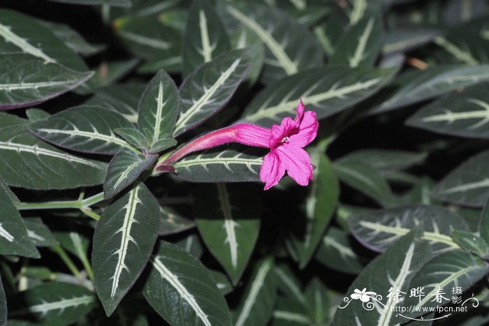 波斯菊种子的种植方法