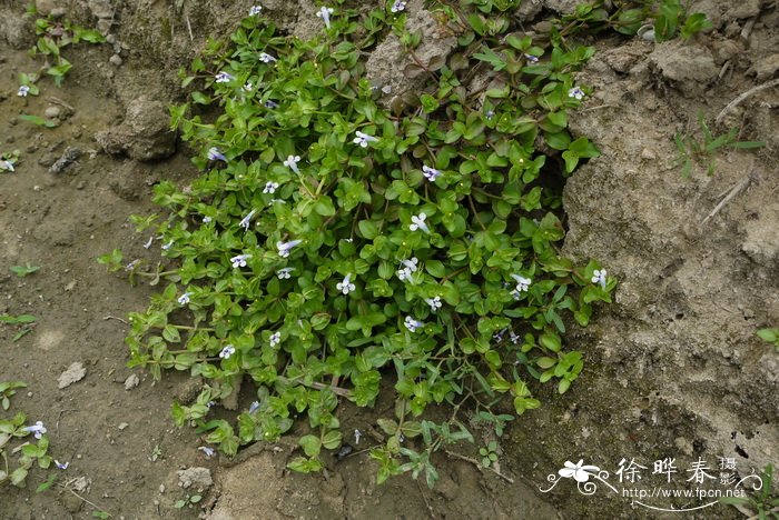 玉兰花样子