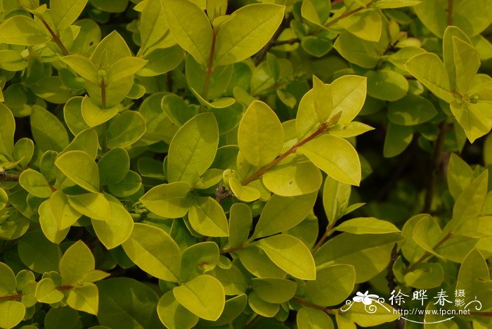 菲油果