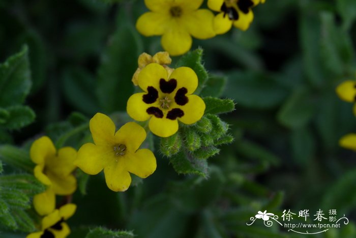 栀子花图片大全