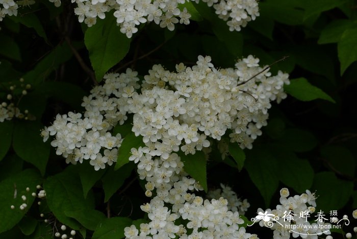 香蕉是什么季节的水果