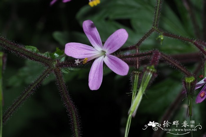 百合花花期