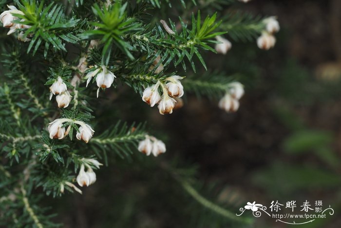 香槟色玫瑰花语