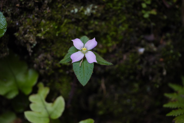 花卉批发市场