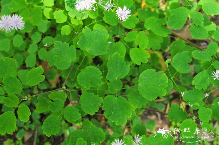 腊梅花的花语和寓意