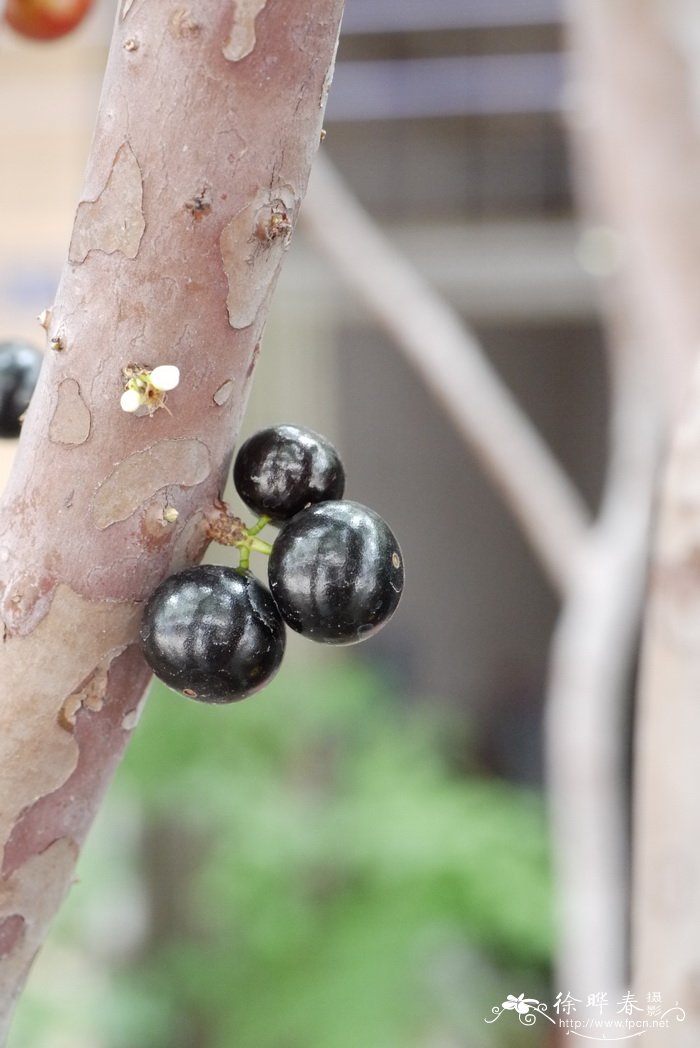 油茶种植