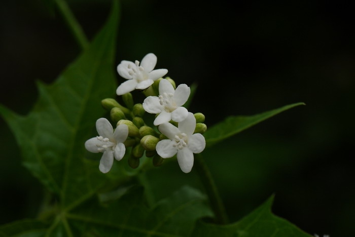 花的介绍