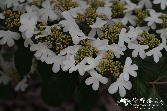 自制水泥花盆