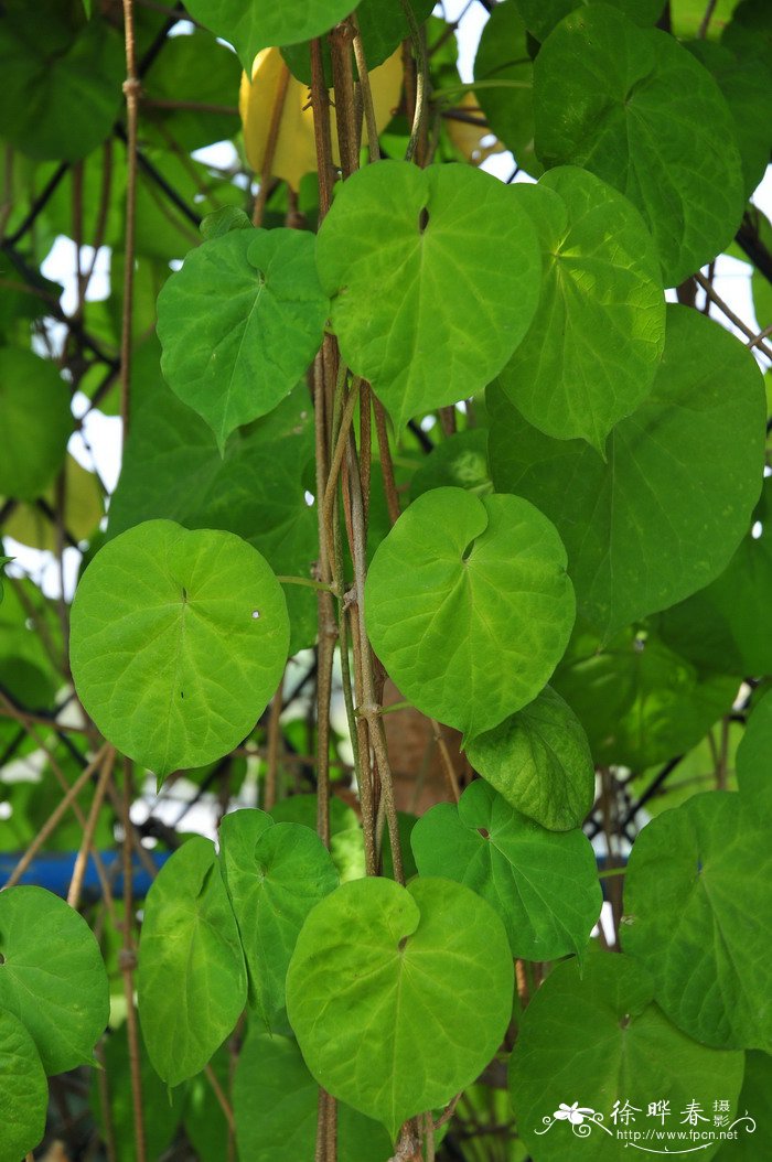 龙吐珠花怎么剪枝才能开花