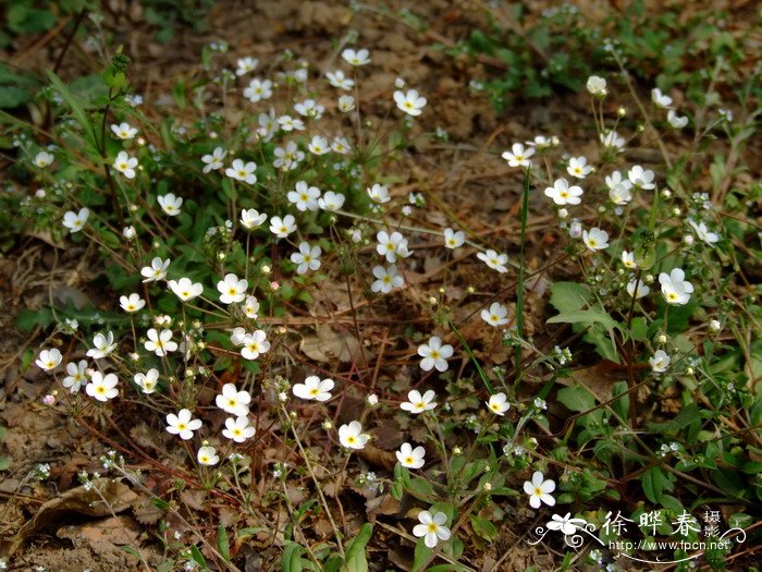 菊花的图片