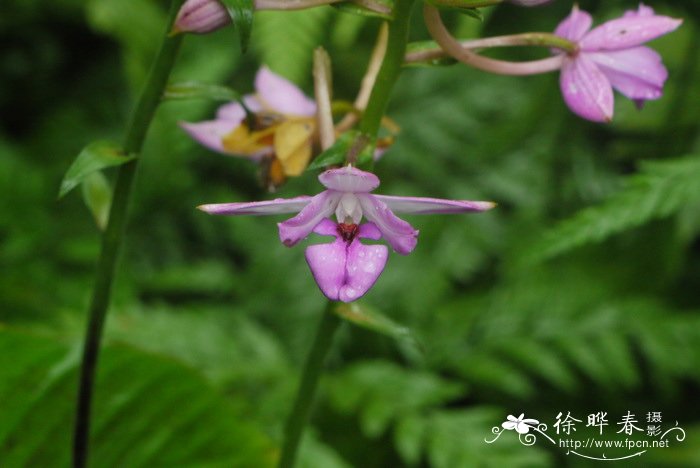 富含维生素c的水果和蔬菜