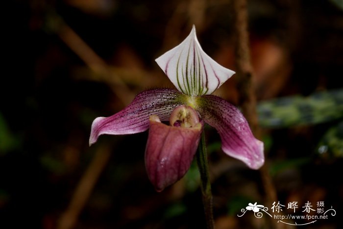 芥蓝菜的图片