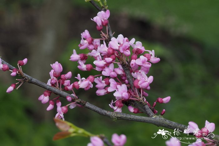 醉鱼草图片