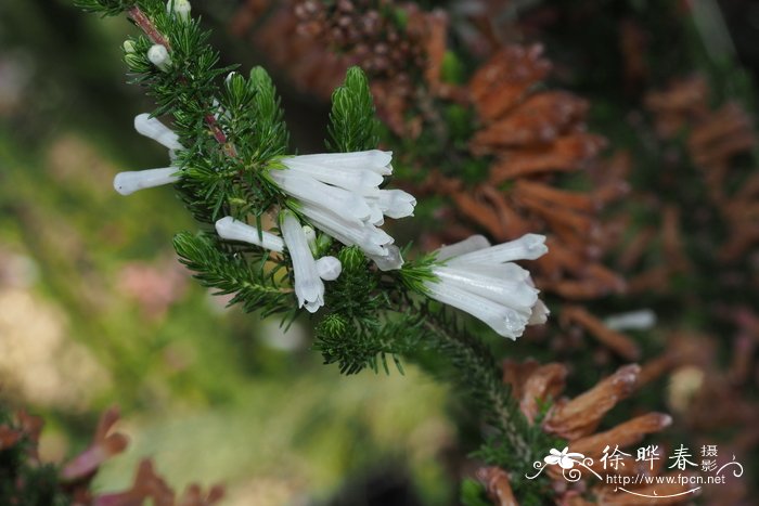 丁香花是什么颜色的