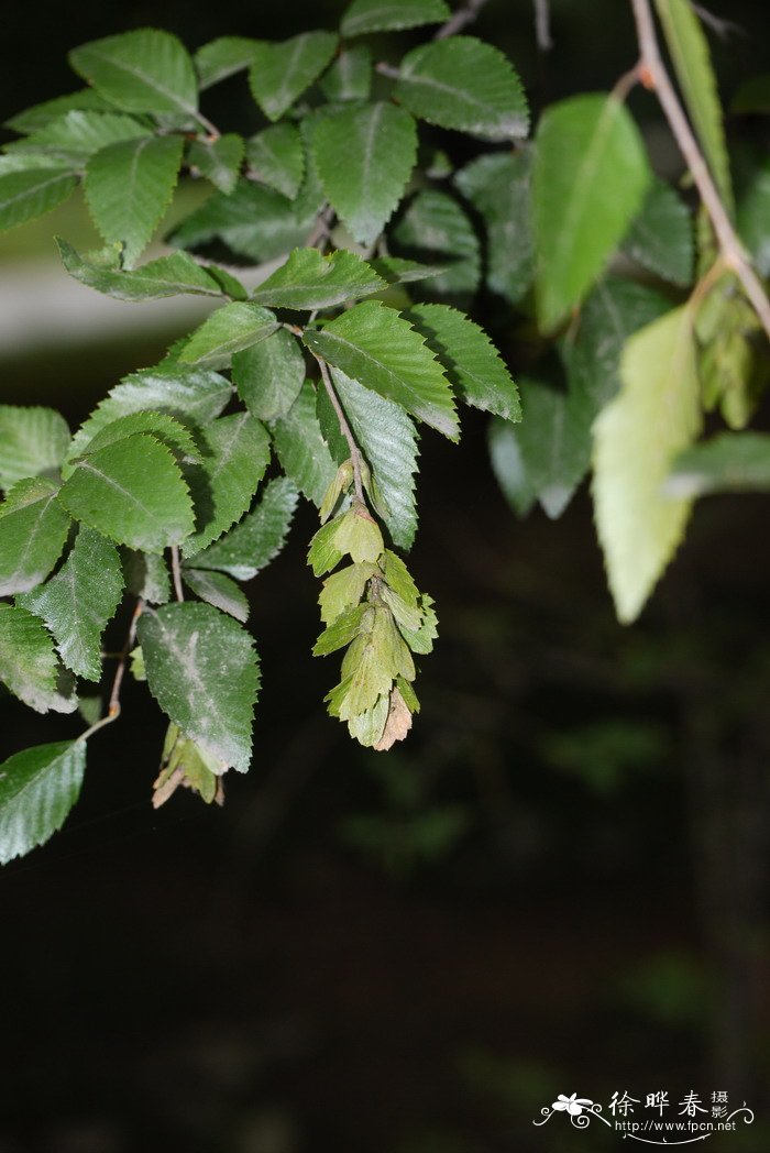 苹果寓意