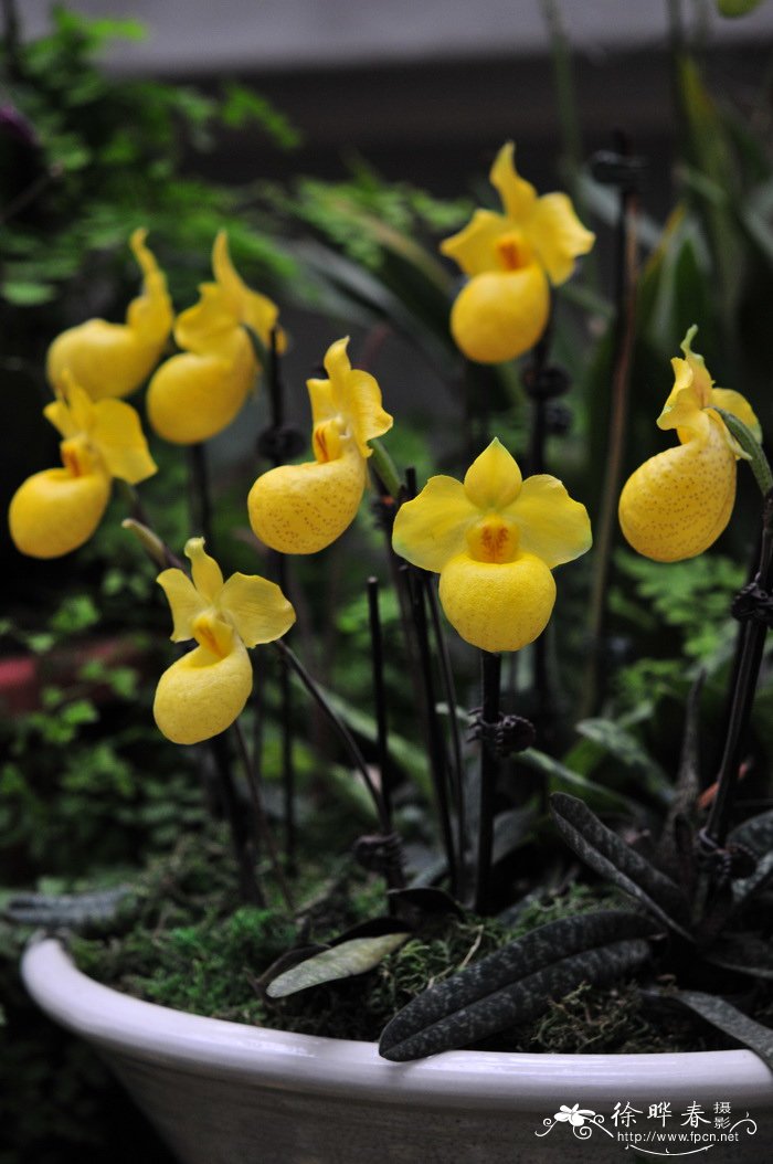 百合花花期多长时间