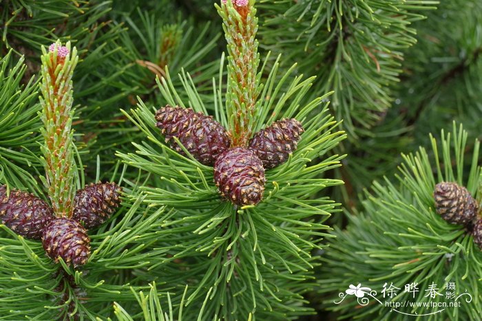 omega欧米茄价格