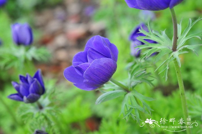 长寿花什么时候开花