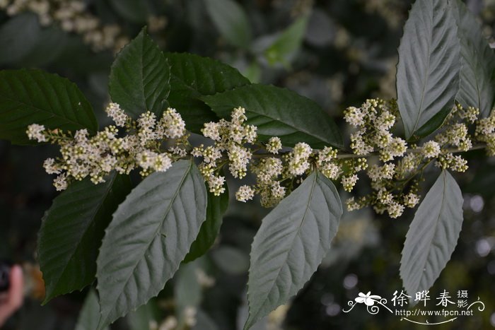 种植致富20个好项目