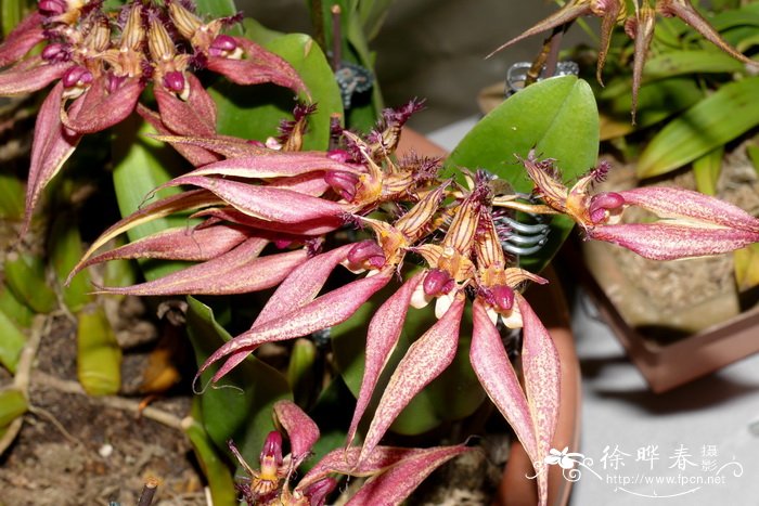 玫瑰花种植技术