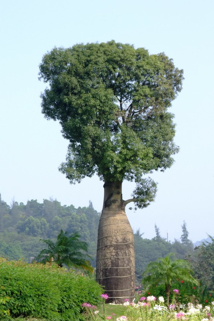 松柏象征什么