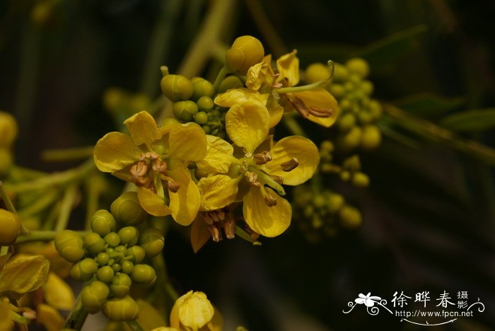 栀子花叶子边缘发黑干枯怎么办