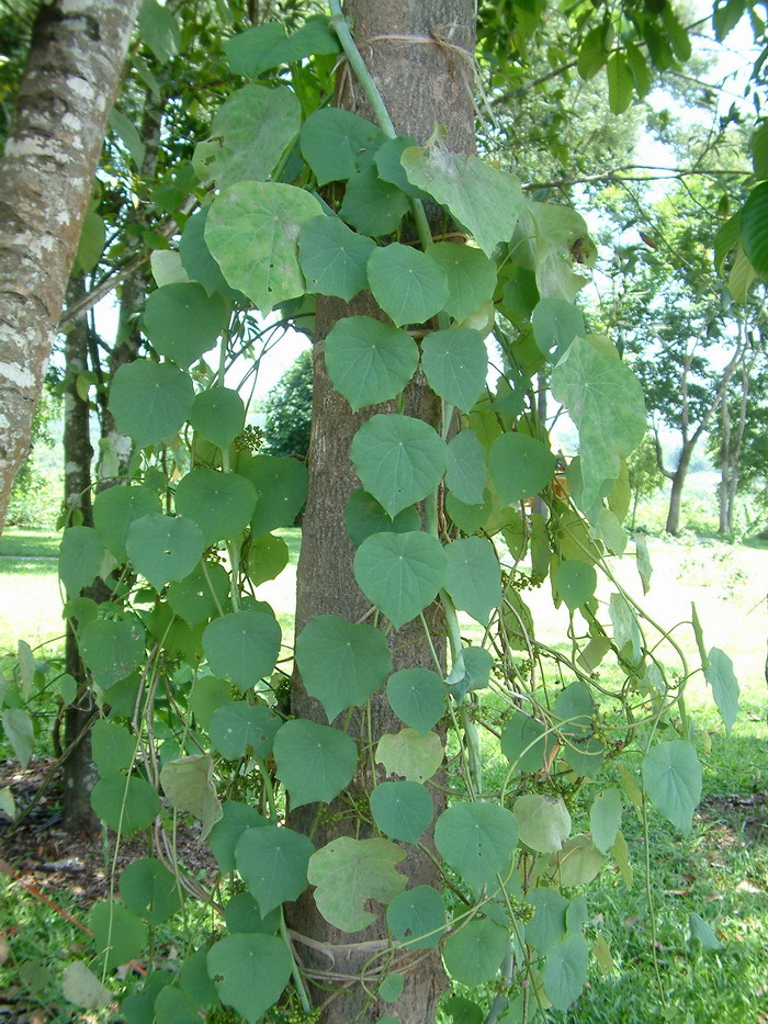 兰科植物