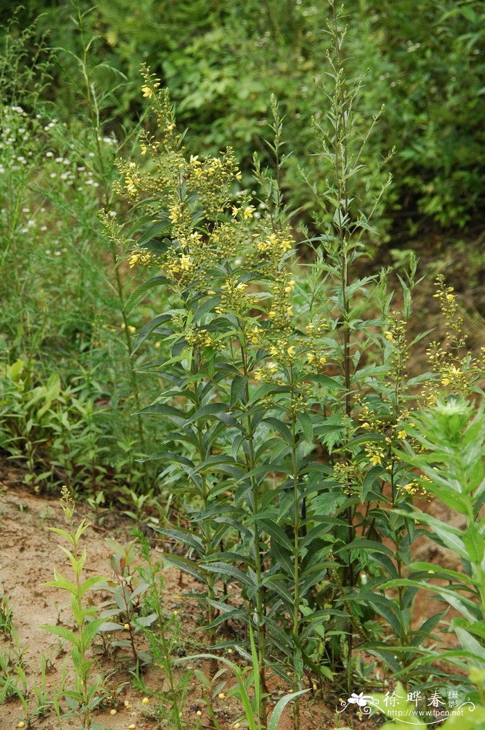 百合花的简介