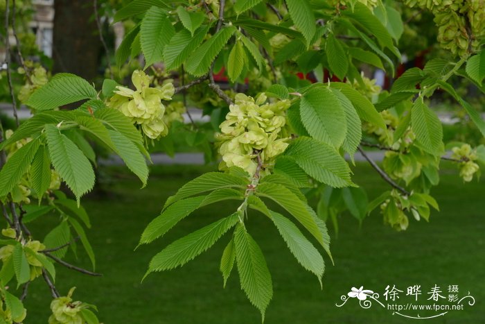 油菜花图片