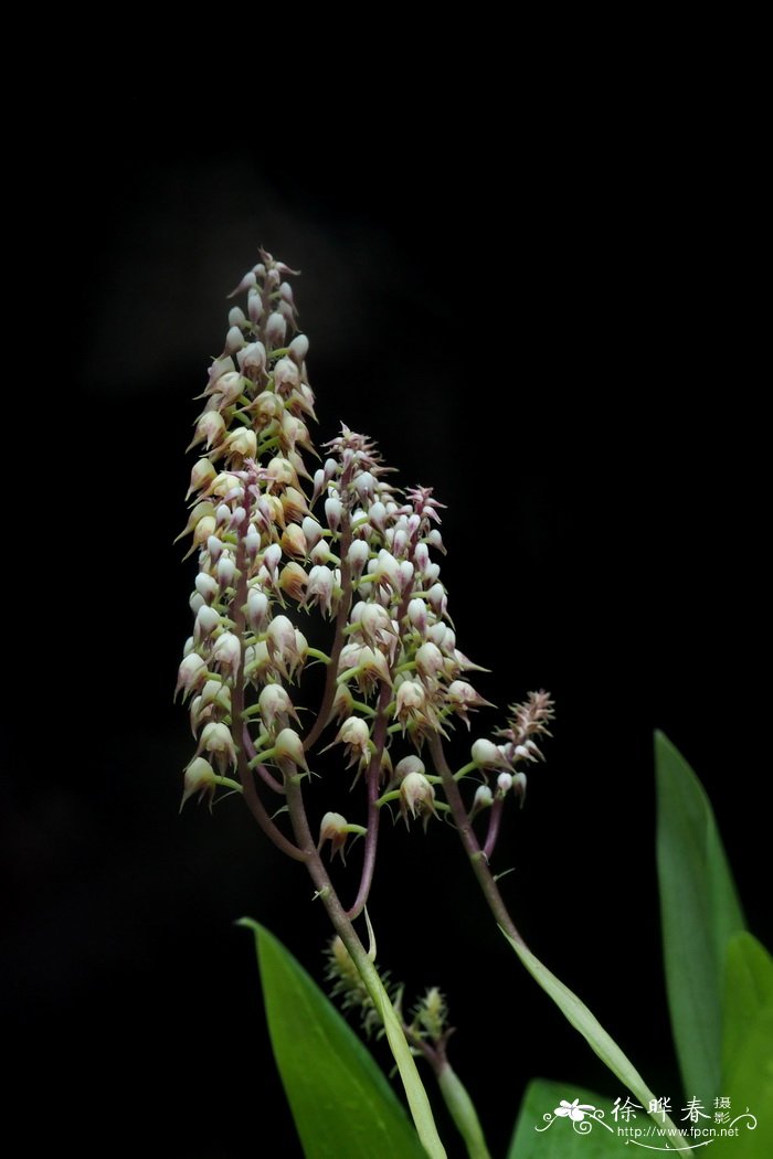 茉莉花的种植