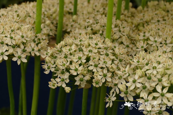 鸡血藤图片 植物图片