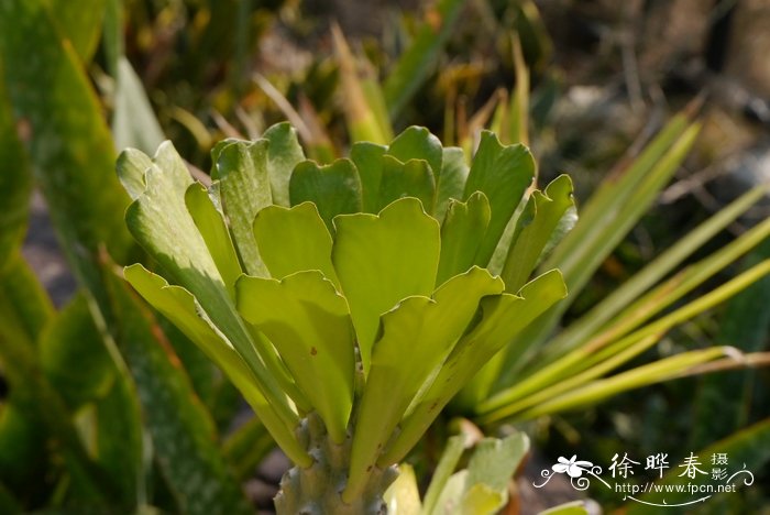 红背桂花