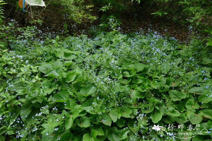 苹果的资料