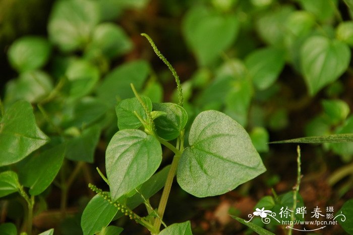 什么的紫丁香