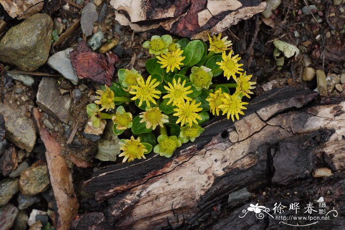 玉渊潭公园樱花节