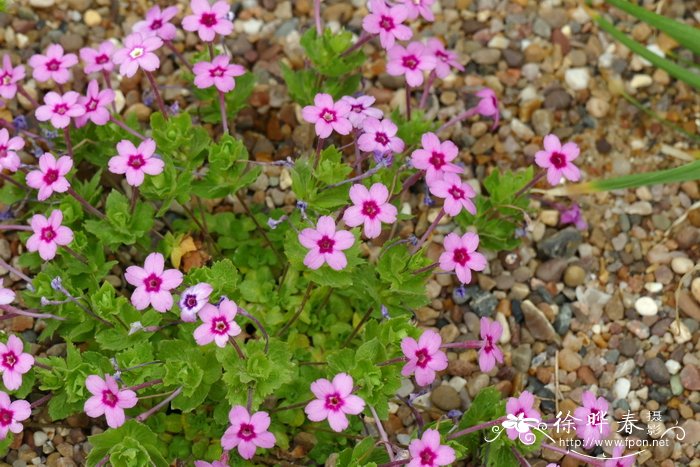 攀枝花是什么花