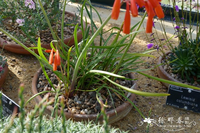 盆栽桂花树种植技术