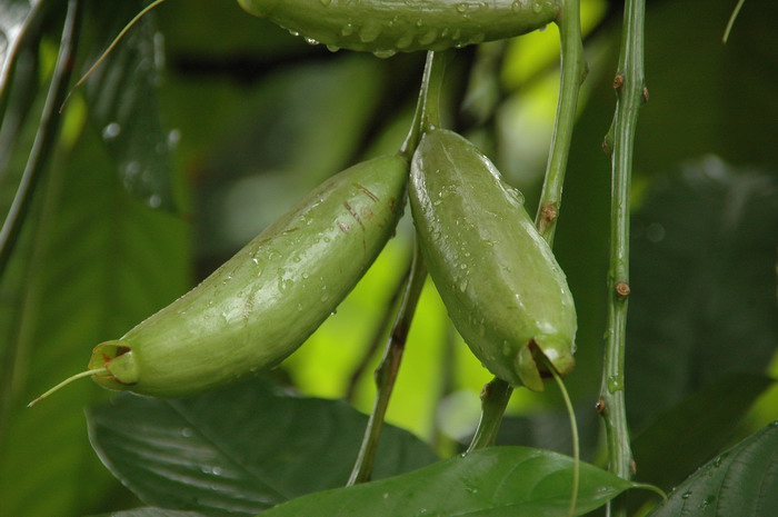 龙吐珠花怎么剪枝才能开花