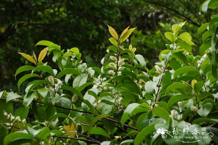 苦荞麦图片