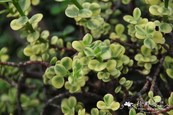 向日葵什么时候开花 几点钟