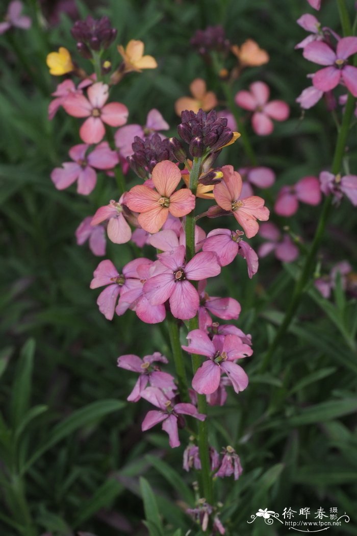 孔雀竹芋的寓意