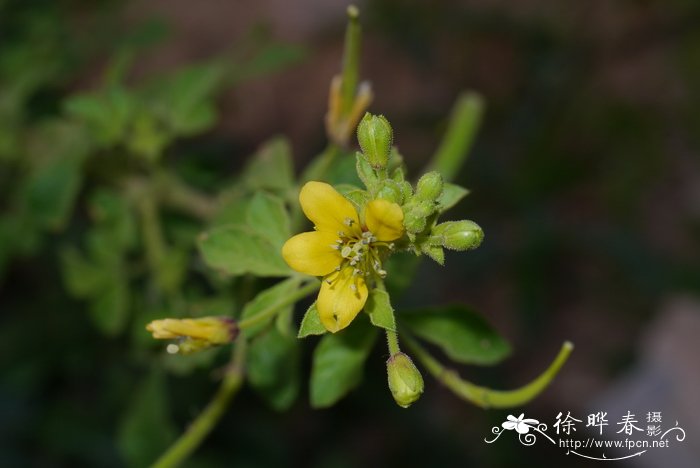 小雏菊长什么样子图片