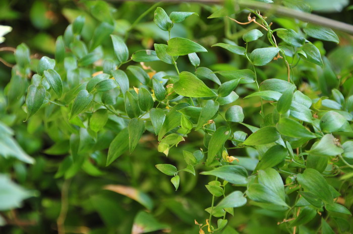 油茶树图片