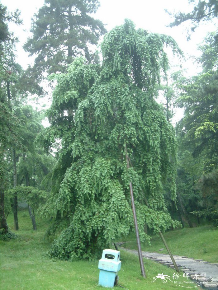 无花果树图片